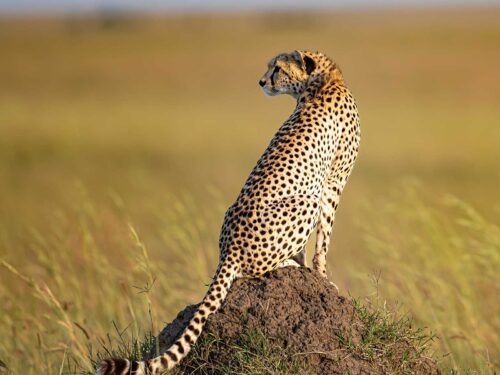 cheetahs in masai mara - Top Activities to Include on Your Kenya Safari
