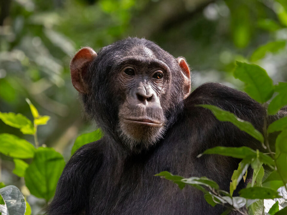 How Difficult is Chimpanzee Trekking in Kibale Forest? - How and Where to Buy Chimpanzee Trekking Permits in Uganda