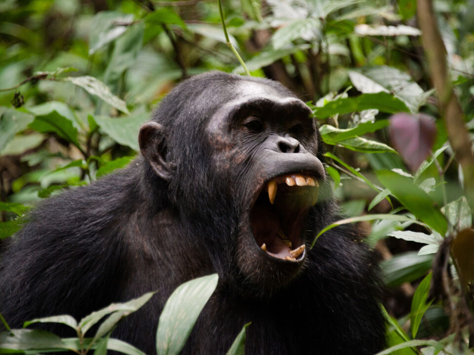 chimpanzee in kibale - What to Pack for Chimpanzee Trekking in Uganda - Chimpanzee Trekking in Kibale National Park vs Kalinzu Forest