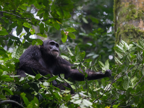 chimpanzees in kibale forest