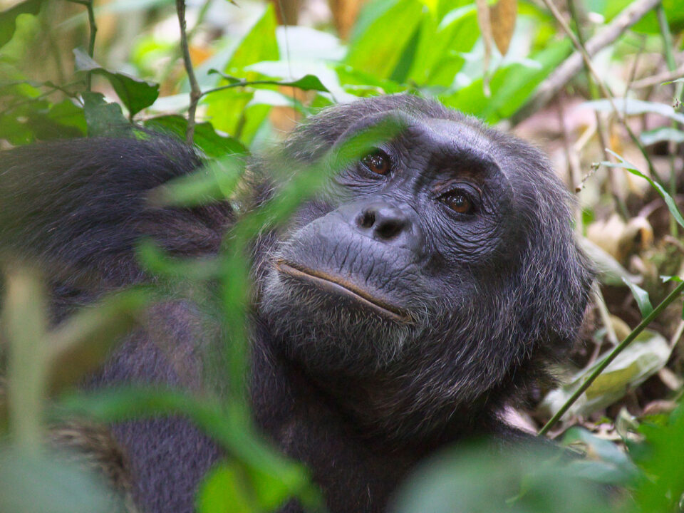 5 Day Uganda Gorilla & Chimpanzee Trekking Safari - Budget Chimpanzee Trekking in Kibale Forest National Park