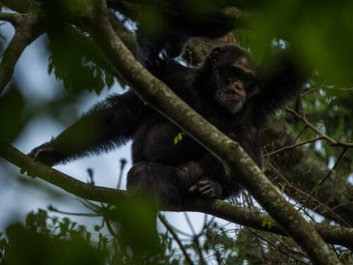chimpanzee trekking in Virunga