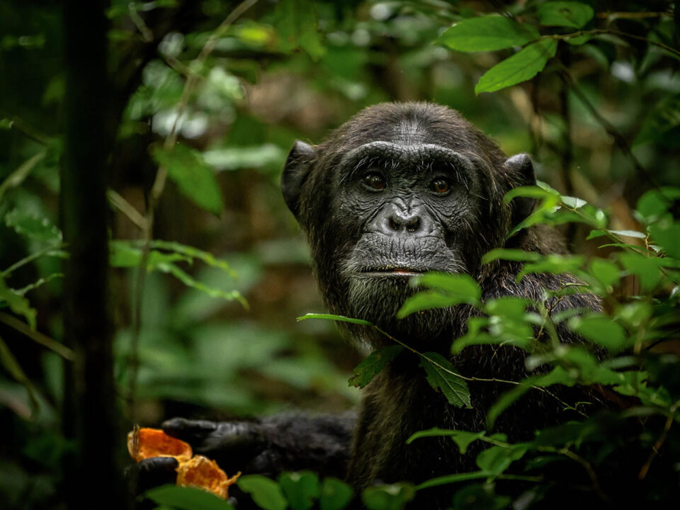 chimps in kibale - 5 Day Uganda Gorilla & Chimpanzee Safari from Kigali - Scenic Road Trip to Kibale Forest National Park