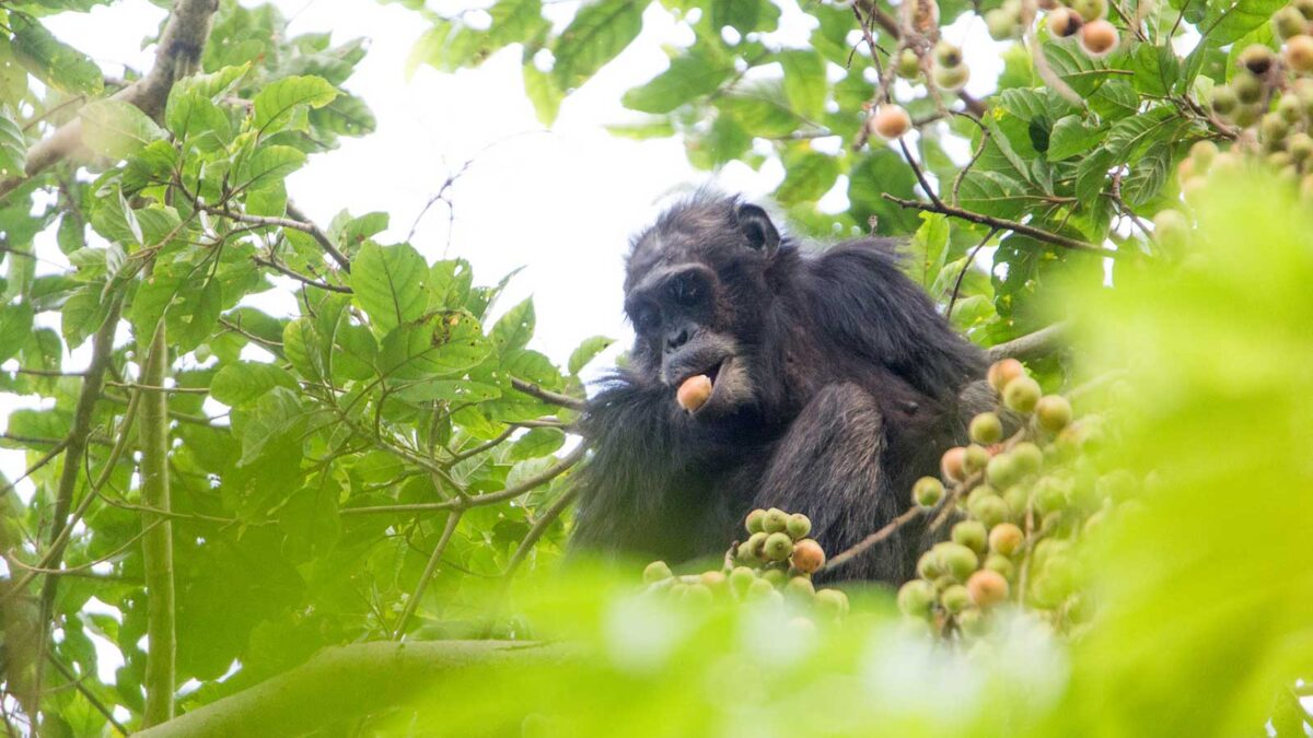 chimpanzee in Nyungwe forest - Planning a Trip to Rwanda in 2025–2026? - Nyungwe Forest National Park Fees and Costs - Best Areas for Chimpanzee Trekking in Nyungwe Forest