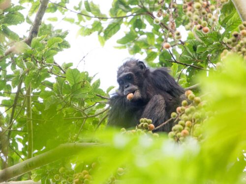 chimpanzee in Nyungwe forest - Planning a Trip to Rwanda in 2025–2026? - Nyungwe Forest National Park Fees and Costs - Best Areas for Chimpanzee Trekking in Nyungwe Forest