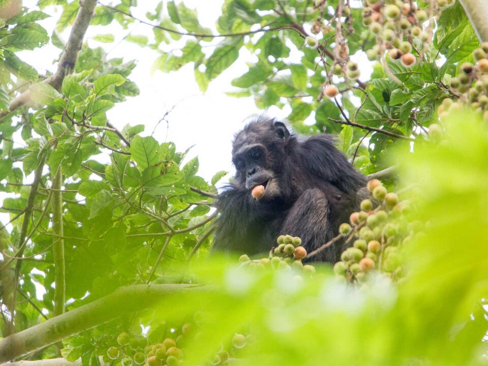 chimpanzee in Nyungwe forest - Planning a Trip to Rwanda in 2025–2026? - Nyungwe Forest National Park Fees and Costs - Best Areas for Chimpanzee Trekking in Nyungwe Forest