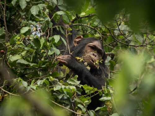 Chimpanzee in Virunga