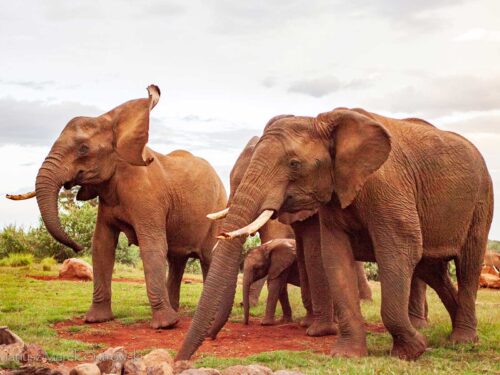 elephants in aberdare national park