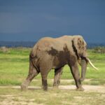 8-Day Classic Kenya Wildlife Safari - 8 Day Kenya Big 5 Safari & Wildebeest Migration
