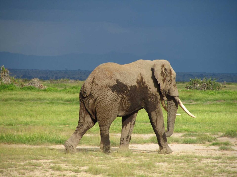 8-Day Classic Kenya Wildlife Safari - 8 Day Kenya Big 5 Safari & Wildebeest Migration