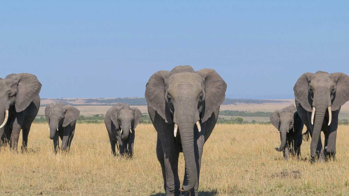 elephants in kenya - Best East African Country for a Safari