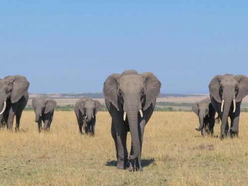 elephants in kenya - Best East African Country for a Safari