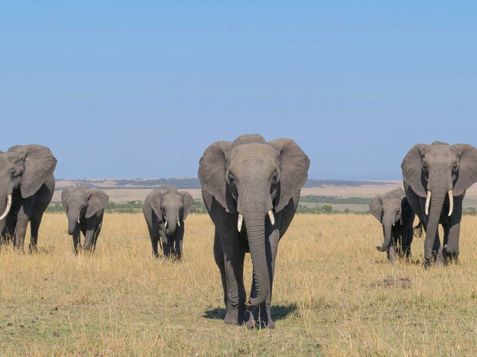 elephants in kenya - Best East African Country for a Safari