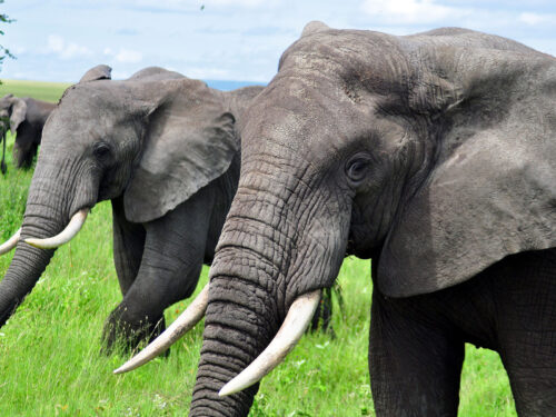 Elephants in Serengeti National Park