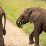 elephants in serengeti national park - Tanzania Safari vs South Africa’s Kruger National Park