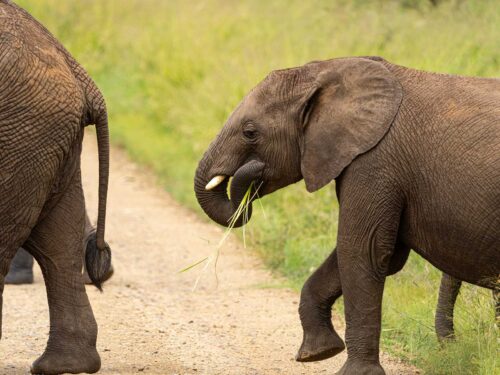 elephants in serengeti national park - Tanzania Safari vs South Africa’s Kruger National Park