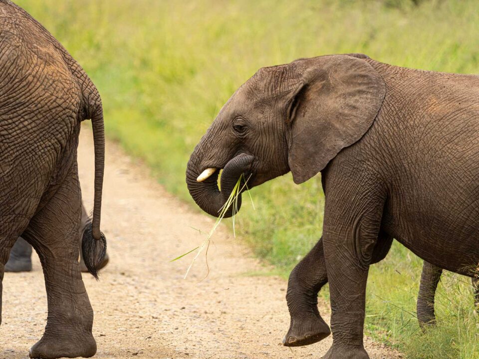 elephants in serengeti national park - Tanzania Safari vs South Africa’s Kruger National Park