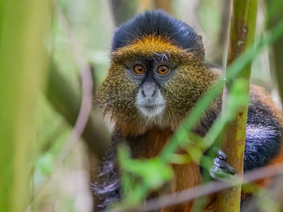 golden monkey mgahinga - Best Things to Do in Kisoro After Gorilla Trekking in Mgahinga