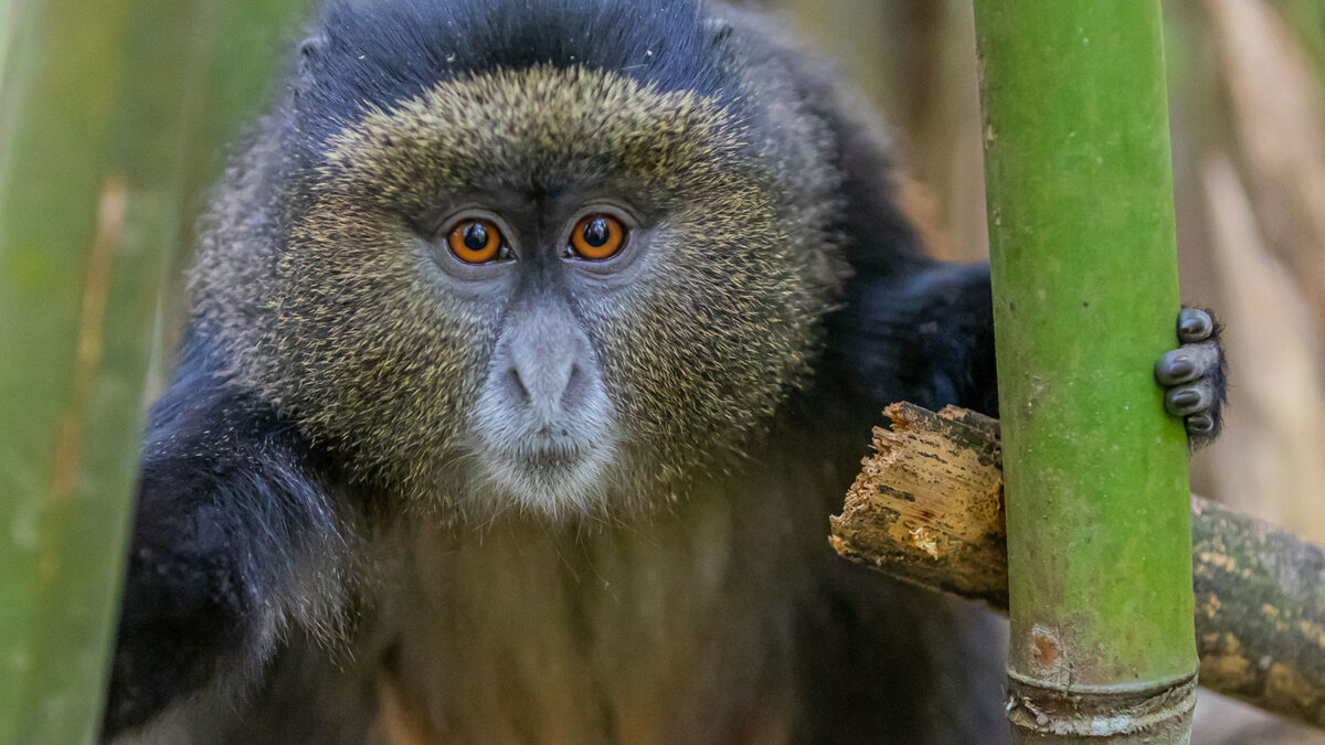4 Day Gorilla and Golden Monkey Safari from Kigali - Is Golden Monkey Trekking in Mgahinga National Park Worth It? - What to Expect on a Golden Monkey Trek in Mgahinga