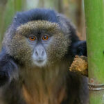 4 Day Gorilla and Golden Monkey Safari from Kigali - Is Golden Monkey Trekking in Mgahinga National Park Worth It? - What to Expect on a Golden Monkey Trek in Mgahinga