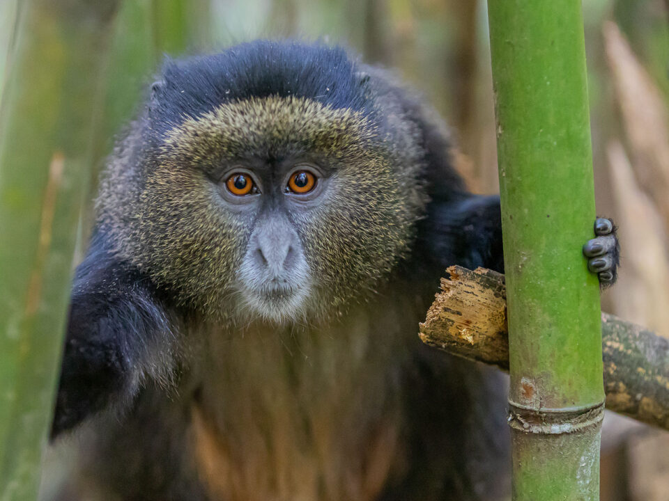4 Day Gorilla and Golden Monkey Safari from Kigali - Is Golden Monkey Trekking in Mgahinga National Park Worth It? - What to Expect on a Golden Monkey Trek in Mgahinga