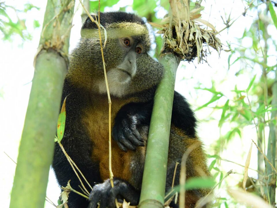 golden monkey volcanoes - Is Golden Monkey Trekking in Volcanoes National Park Worth the Cost? - Age Limit for Golden Monkey Trekking in Rwanda