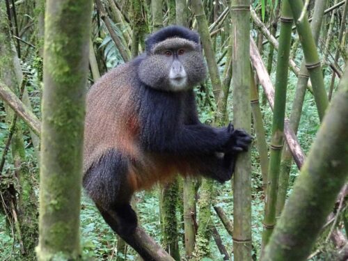 golden monkeys in volcanoes national park