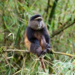 Is Golden Monkey Trekking in Virunga National Park Worth It? - FAQs About the Golden Monkey Habituation Experience in Uganda