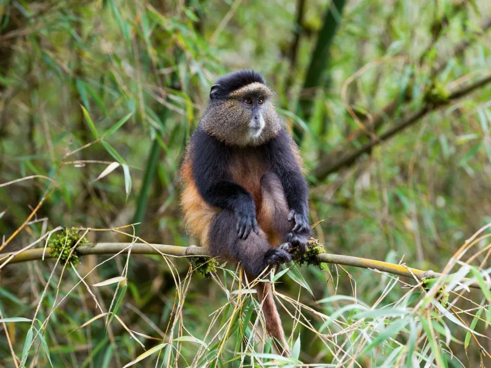 Is Golden Monkey Trekking in Virunga National Park Worth It?