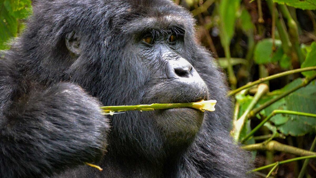 gorilla trekking in bwindi - Payment Terms and Options for Gorilla Trekking in Uganda