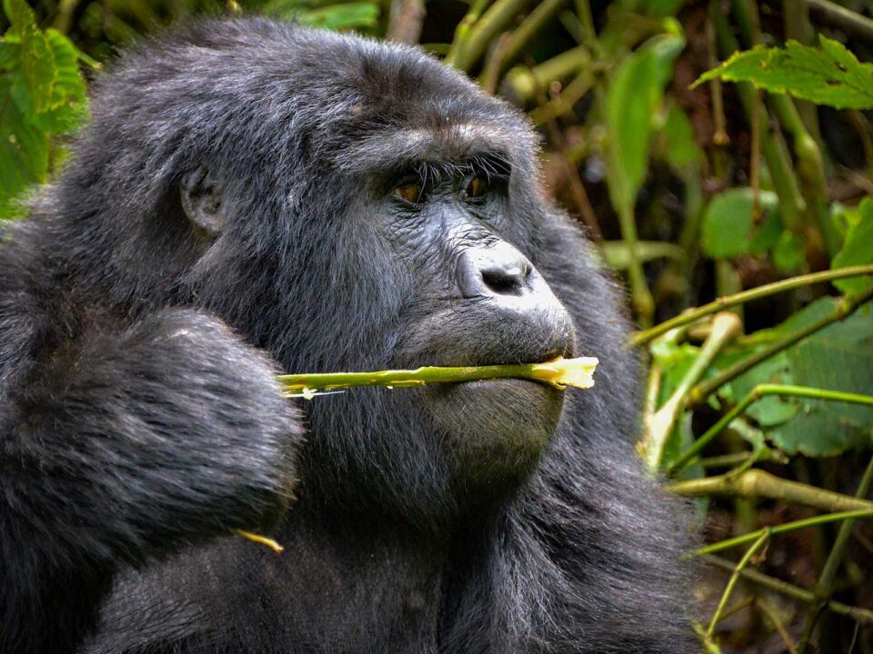 gorilla trekking in bwindi - Payment Terms and Options for Gorilla Trekking in Uganda