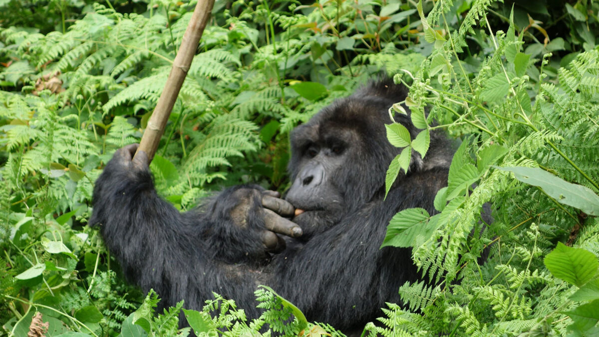 Silverback bwindi - Gorilla Trekking Tours from Arusha, Tanzania - Gorilla Trekking in Bwindi Starting from Fort Portal - Exclusive Gorilla Trekking Discounts in Uganda for SADC Citizens