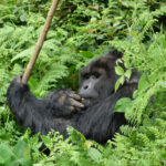 Silverback bwindi - Gorilla Trekking Tours from Arusha, Tanzania - Gorilla Trekking in Bwindi Starting from Fort Portal - Exclusive Gorilla Trekking Discounts in Uganda for SADC Citizens