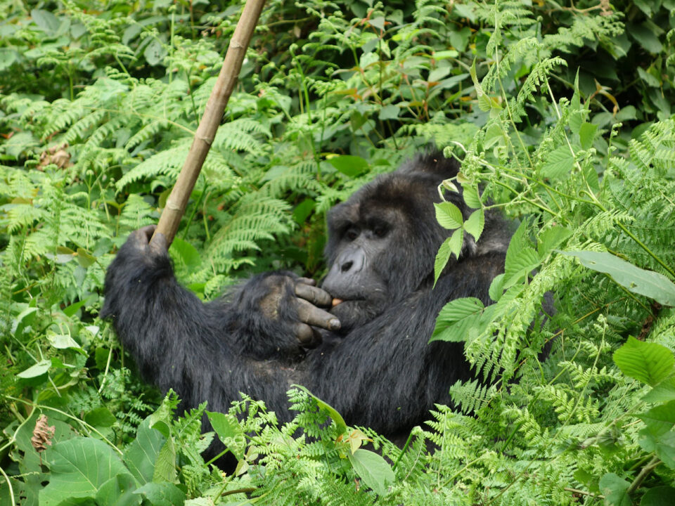 Silverback bwindi - Gorilla Trekking Tours from Arusha, Tanzania