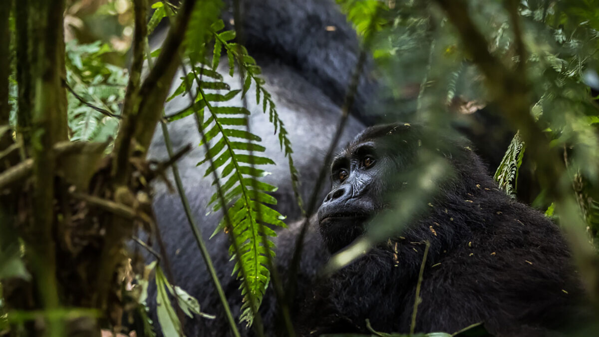 gorillas of bwindi - 8 Day Uganda Safari Starting from Kigali - A Guide to Booking Gorilla Permits for 2025–2026 - Essential Guidelines for Gorilla Trekking in Africa