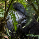 gorillas of bwindi - 8 Day Uganda Safari Starting from Kigali - A Guide to Booking Gorilla Permits for 2025–2026 - Essential Guidelines for Gorilla Trekking in Africa