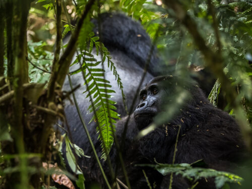 gorillas of bwindi - 8 Day Uganda Safari Starting from Kigali - A Guide to Booking Gorilla Permits for 2025–2026