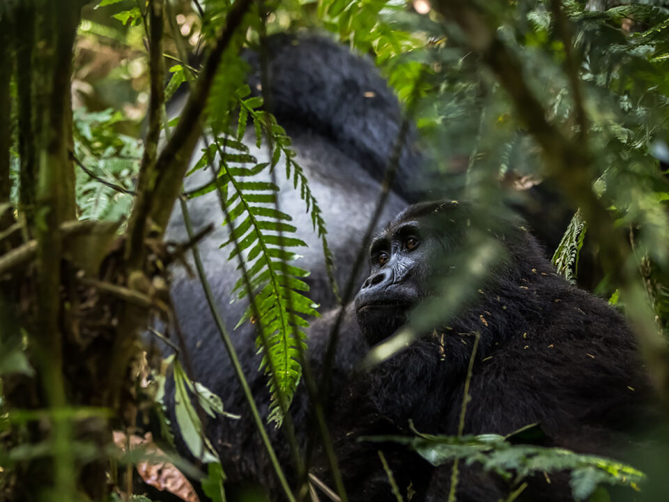 gorillas of bwindi - 8 Day Uganda Safari Starting from Kigali - A Guide to Booking Gorilla Permits for 2025–2026 - Essential Guidelines for Gorilla Trekking in Africa