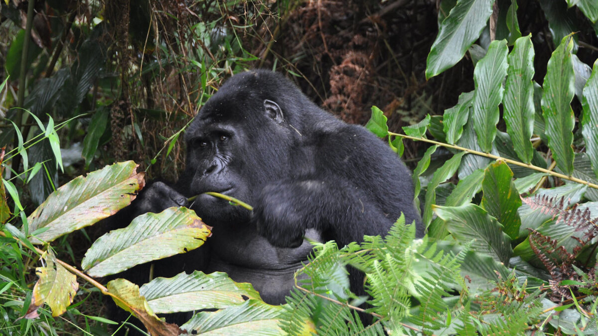 gorillas of bwindi forest National Park - Discounted Gorilla Trekking Tours for 2025, 2026 and 2027 - Gorilla Trekking Tours from Jinja