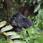 gorillas of bwindi forest National Park - Discounted Gorilla Trekking Tours for 2025, 2026 and 2027 - Gorilla Trekking Tours from Jinja
