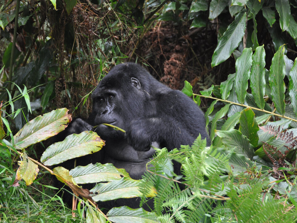 gorillas of bwindi forest National Park - Discounted Gorilla Trekking Tours for 2025, 2026 and 2027