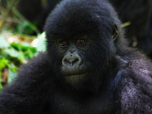 gorilla rwanda - 5-Day Rwanda Primate Safari Experience