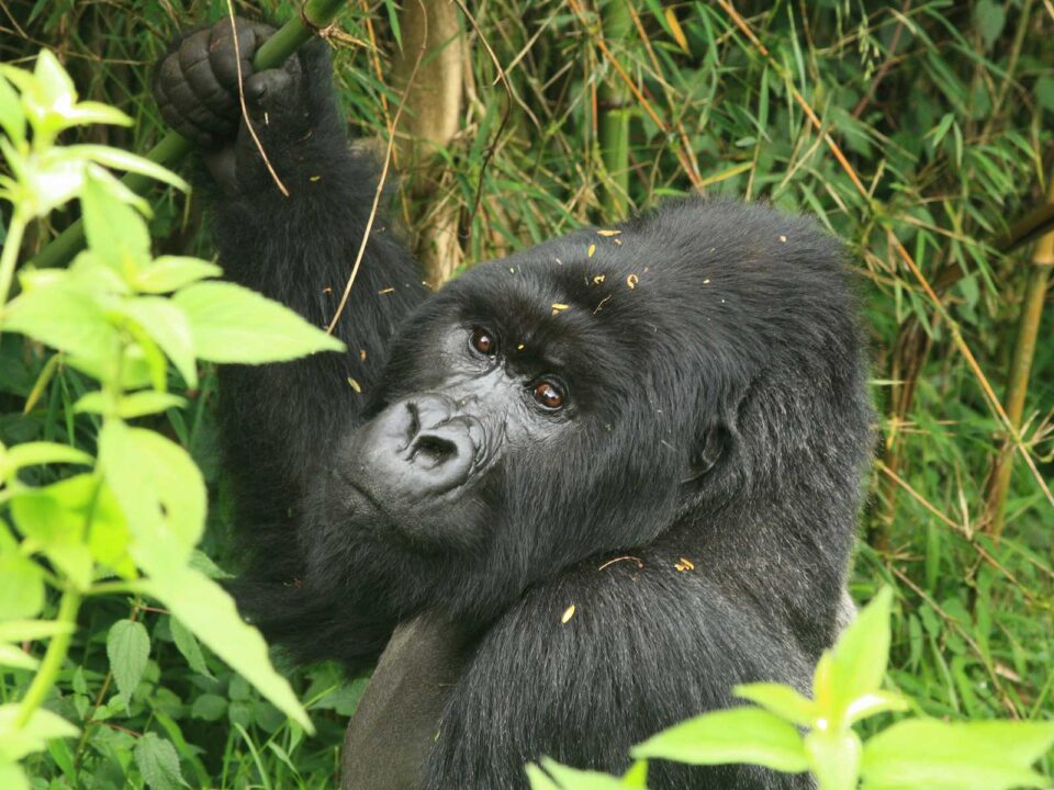 gorillas in volcanoes rwanda - Combining a Safari in Namibia with Gorilla Trekking in Rwanda