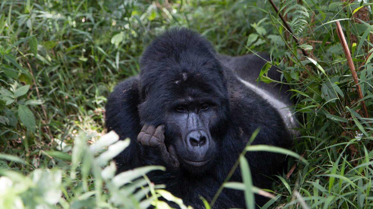 2 Day Gorilla Trekking in Bwindi from Kigali - Gorilla Trekking Fitness Guide