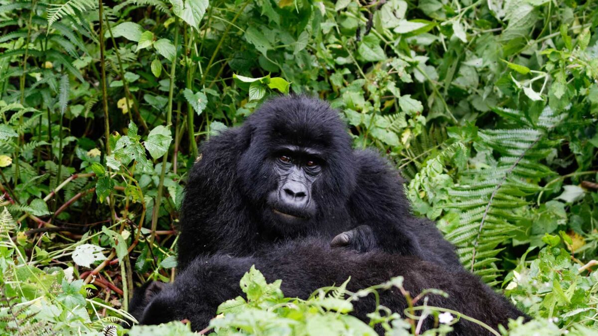 gorilla tracking - Gorilla Permits for Foreign Residents in Africa