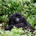gorilla tracking - Gorilla Permits for Foreign Residents in Africa