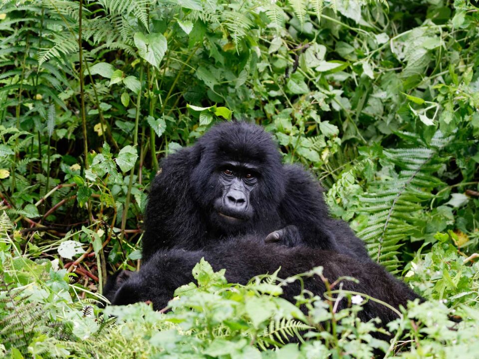 gorilla tracking - Gorilla Permits for Foreign Residents in Africa