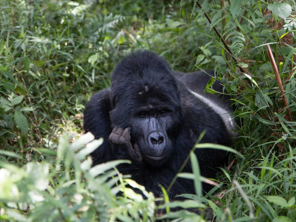2 Day Gorilla Trekking in Bwindi from Kigali - Gorilla Trekking Fitness Guide