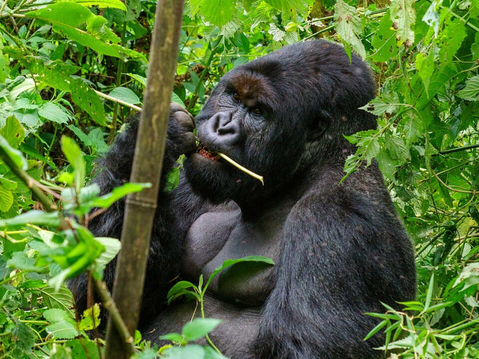 4 Day Gorilla & Chimpanzee Trekking in DR Congo - Gorilla Trekking in Virunga vs. Kahuzi-Biega