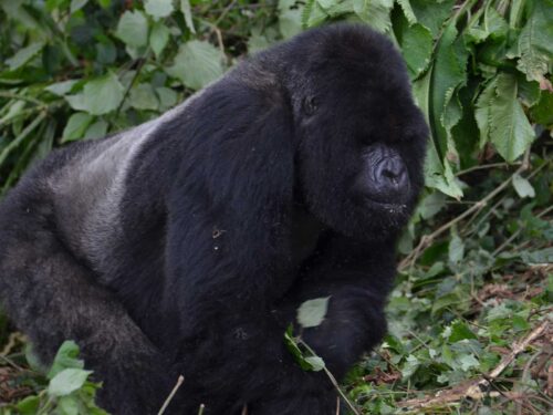 gorilla trek virunga - Gorilla Trekking in DR Congo from Uganda
